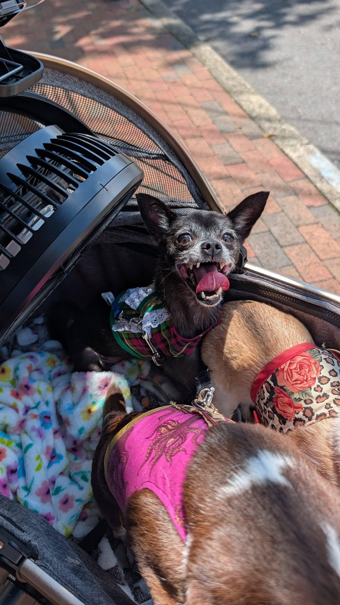 Enlarge Kenzie, a Adoptable Chihuahua in Austin, TX image 5/6
