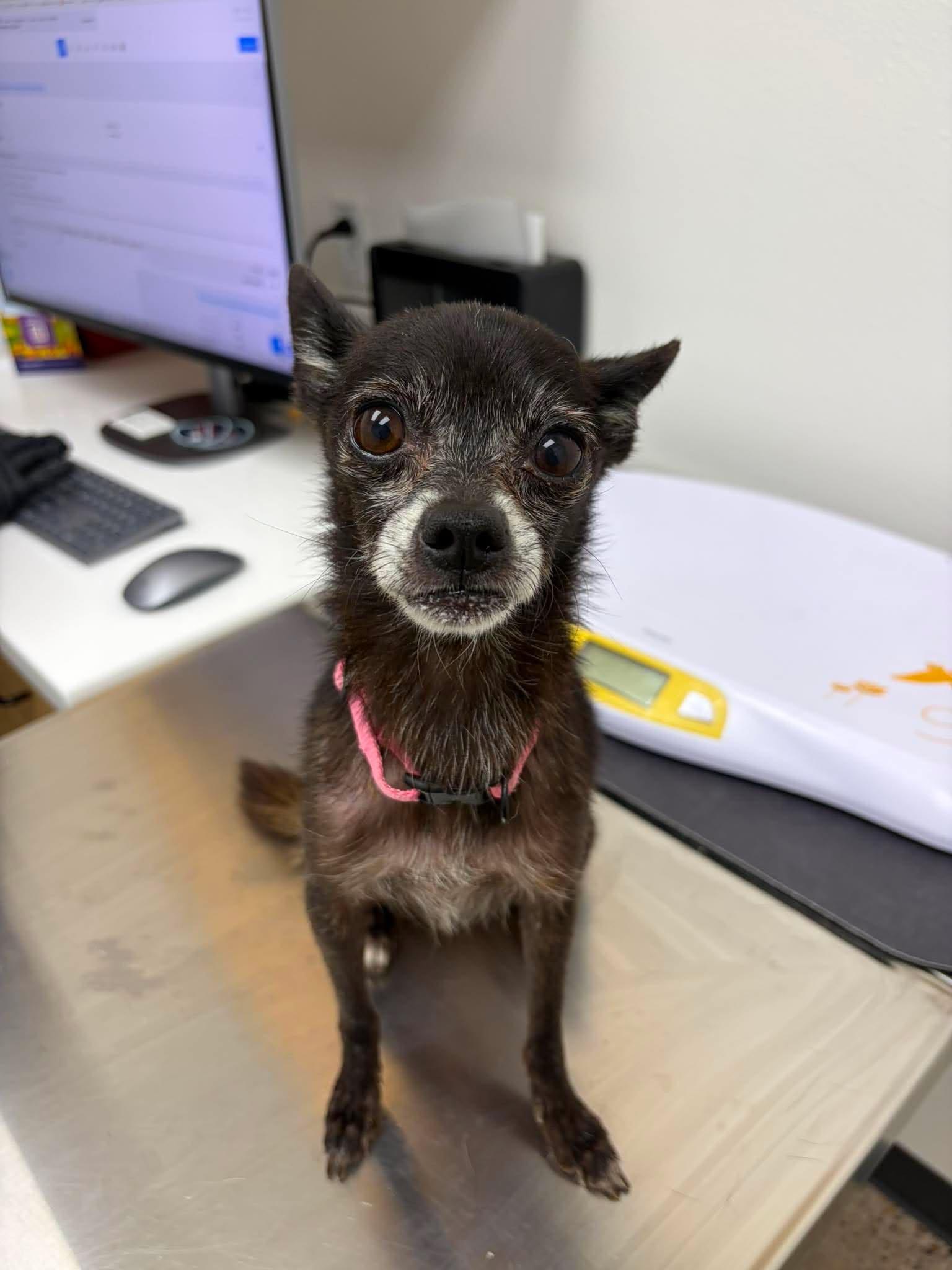 Enlarge Kenzie, a Adoptable Chihuahua in Austin, TX image 6/6