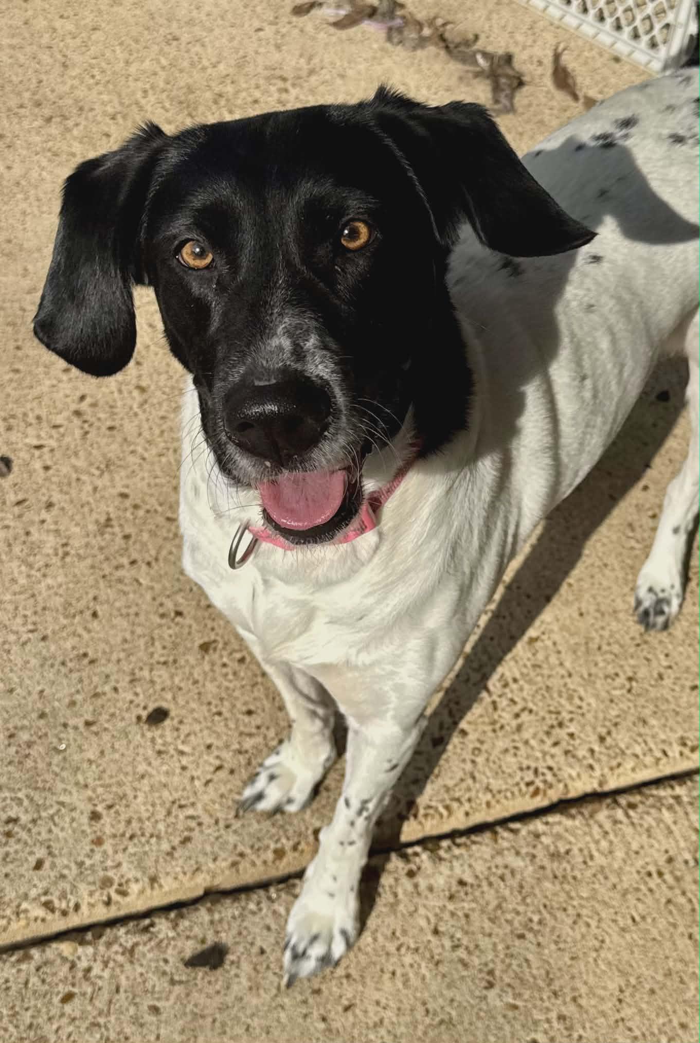 Enlarge Chloe (Scott-Fostered in TN), a ADOPTABLE mixed breed in Brooklyn, CT image 6/6