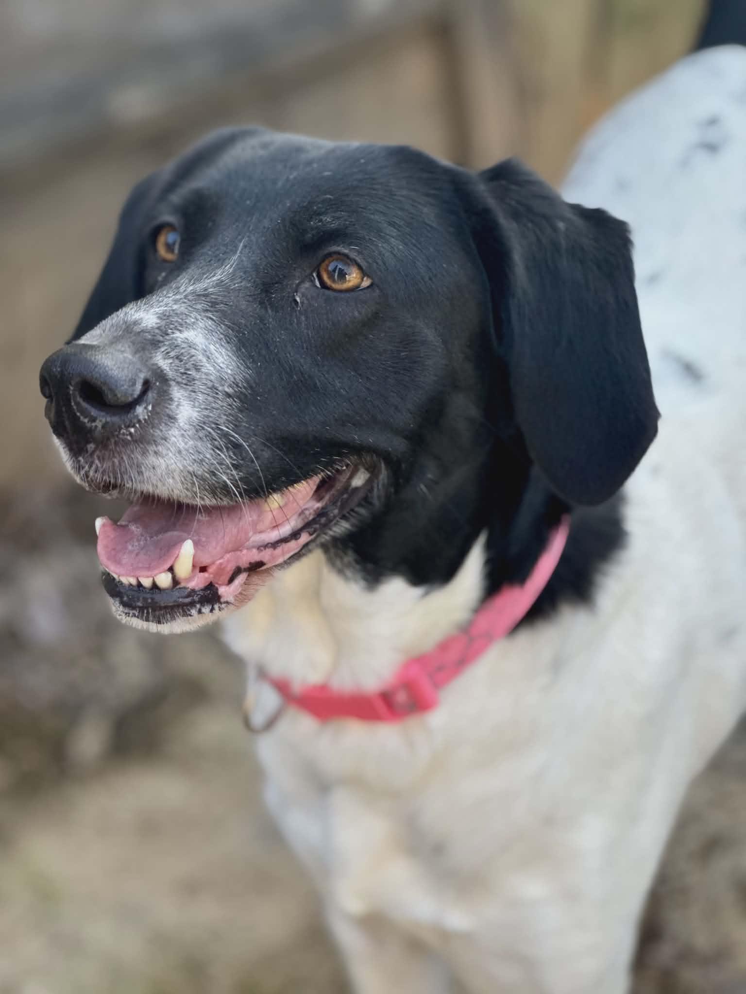 Enlarge Chloe (Scott-Fostered in TN), a ADOPTABLE mixed breed in Brooklyn, CT image 4/6