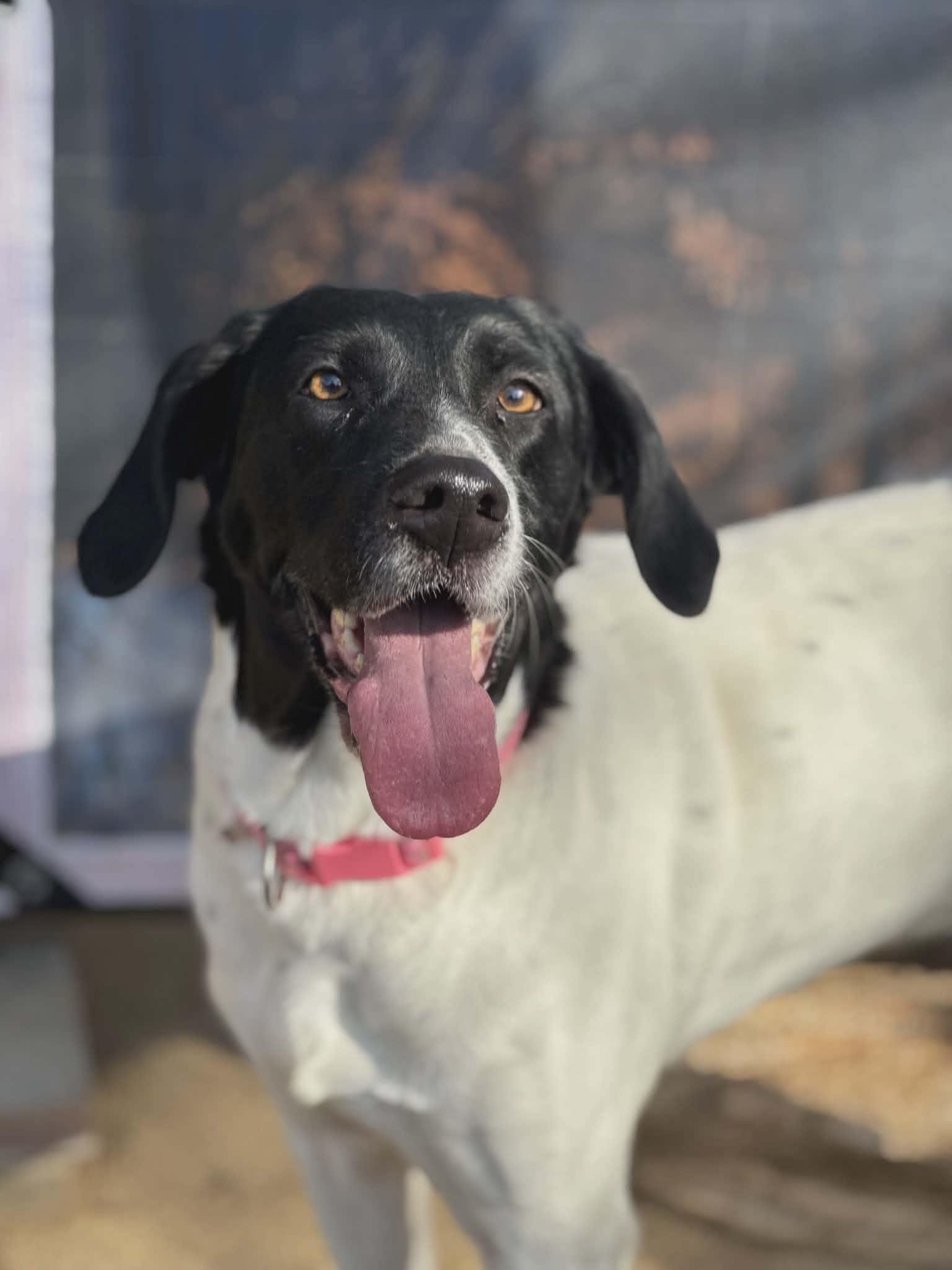 Enlarge Chloe (Scott-Fostered in TN), a ADOPTABLE mixed breed in Brooklyn, CT image 1/6