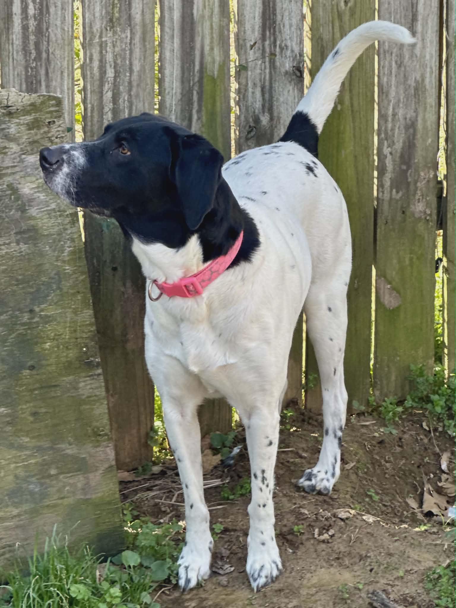 Enlarge Chloe (Scott-Fostered in TN), a ADOPTABLE mixed breed in Brooklyn, CT image 2/6