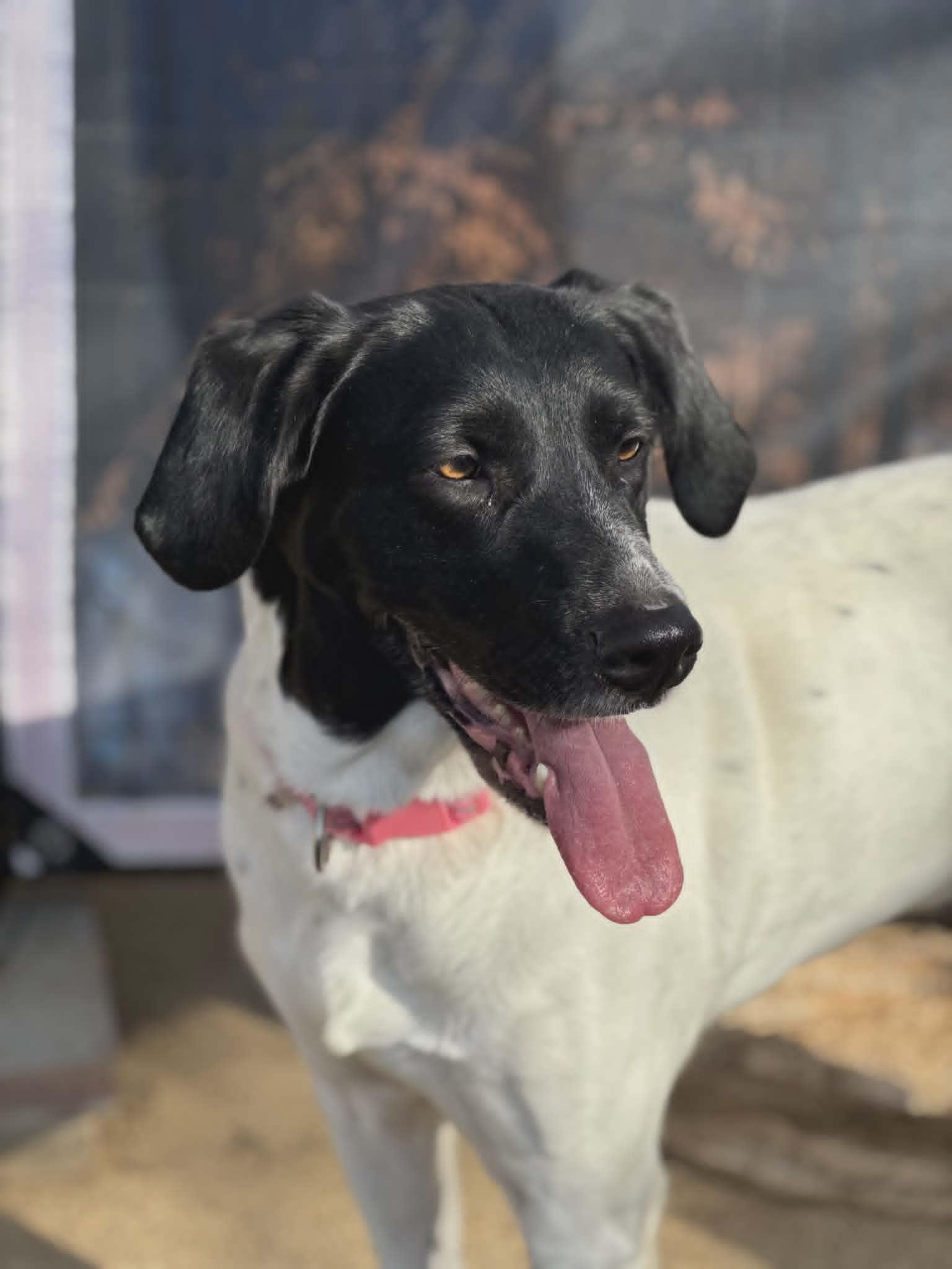 Enlarge Chloe (Scott-Fostered in TN), a ADOPTABLE mixed breed in Brooklyn, CT image 5/6