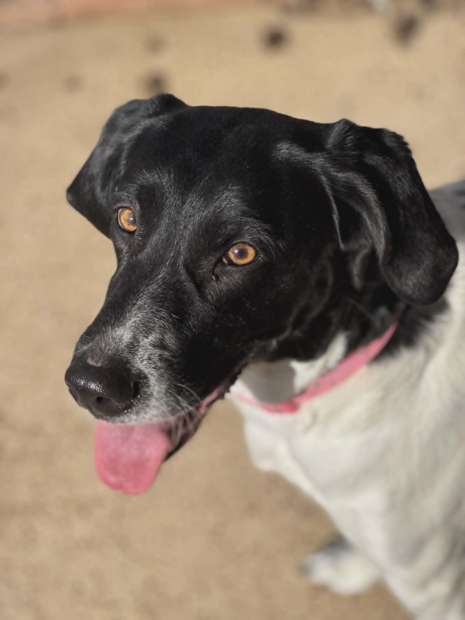 Enlarge Chloe (Scott-Fostered in TN), a ADOPTABLE mixed breed in Brooklyn, CT image 3/6