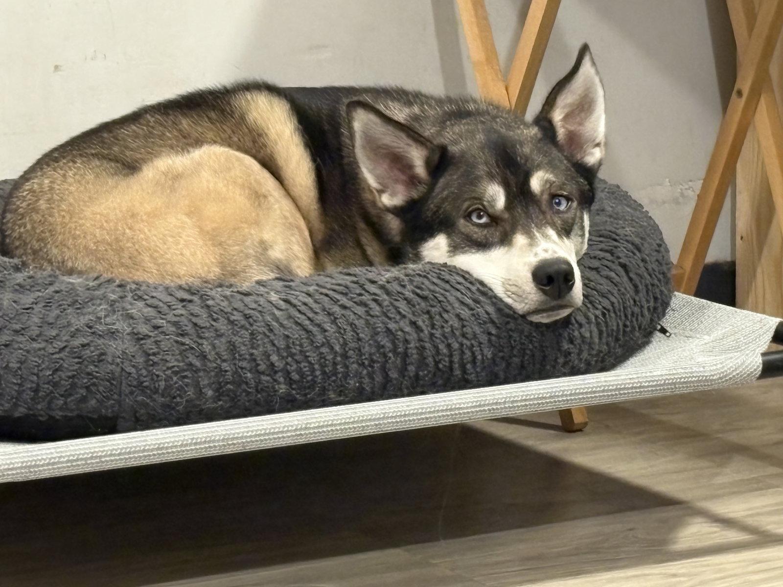 Niles, a Adoptable Shepherd in Brooklyn Center, MN image 1/3