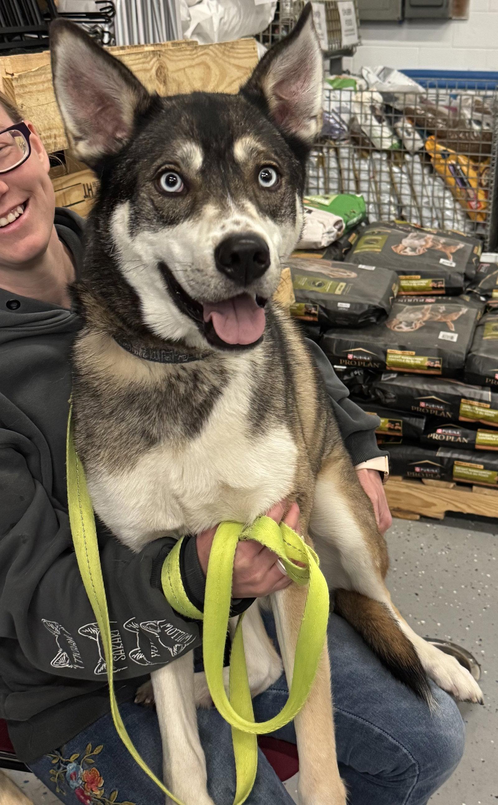 Niles, Adoptable, Adult Male Shepherd.