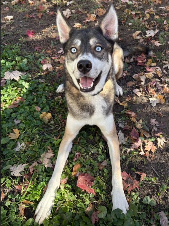 Niles, Adoptable, Adult Male Shepherd.