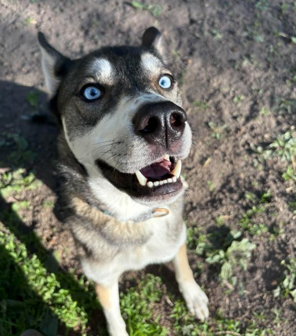 Niles, a Adoptable Shepherd in Brooklyn Center, MN image 2/3