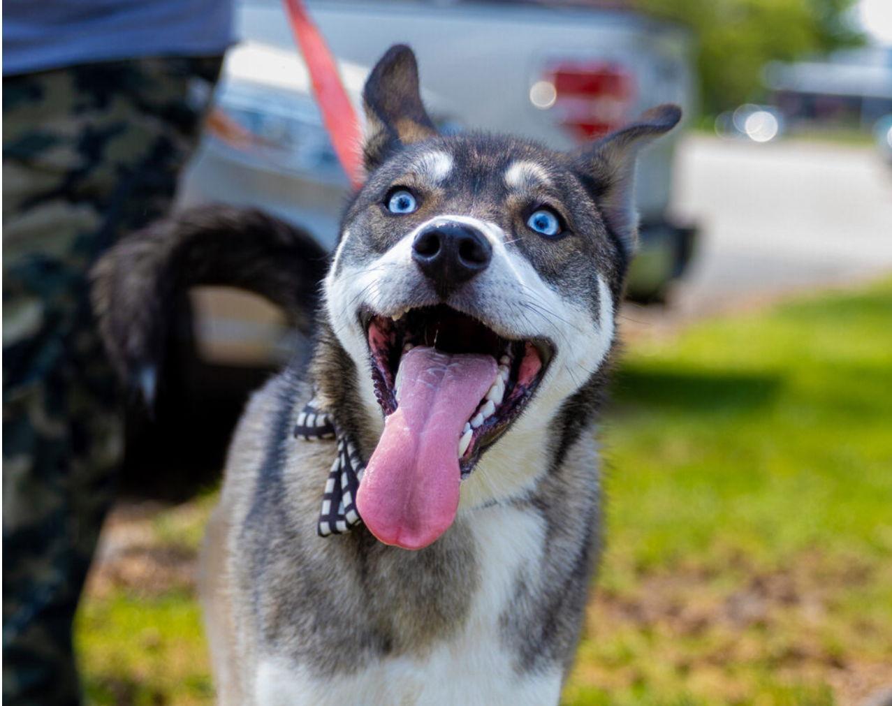Enlarge Niles, a Adoptable Shepherd in Brooklyn Center, MN image 1/3