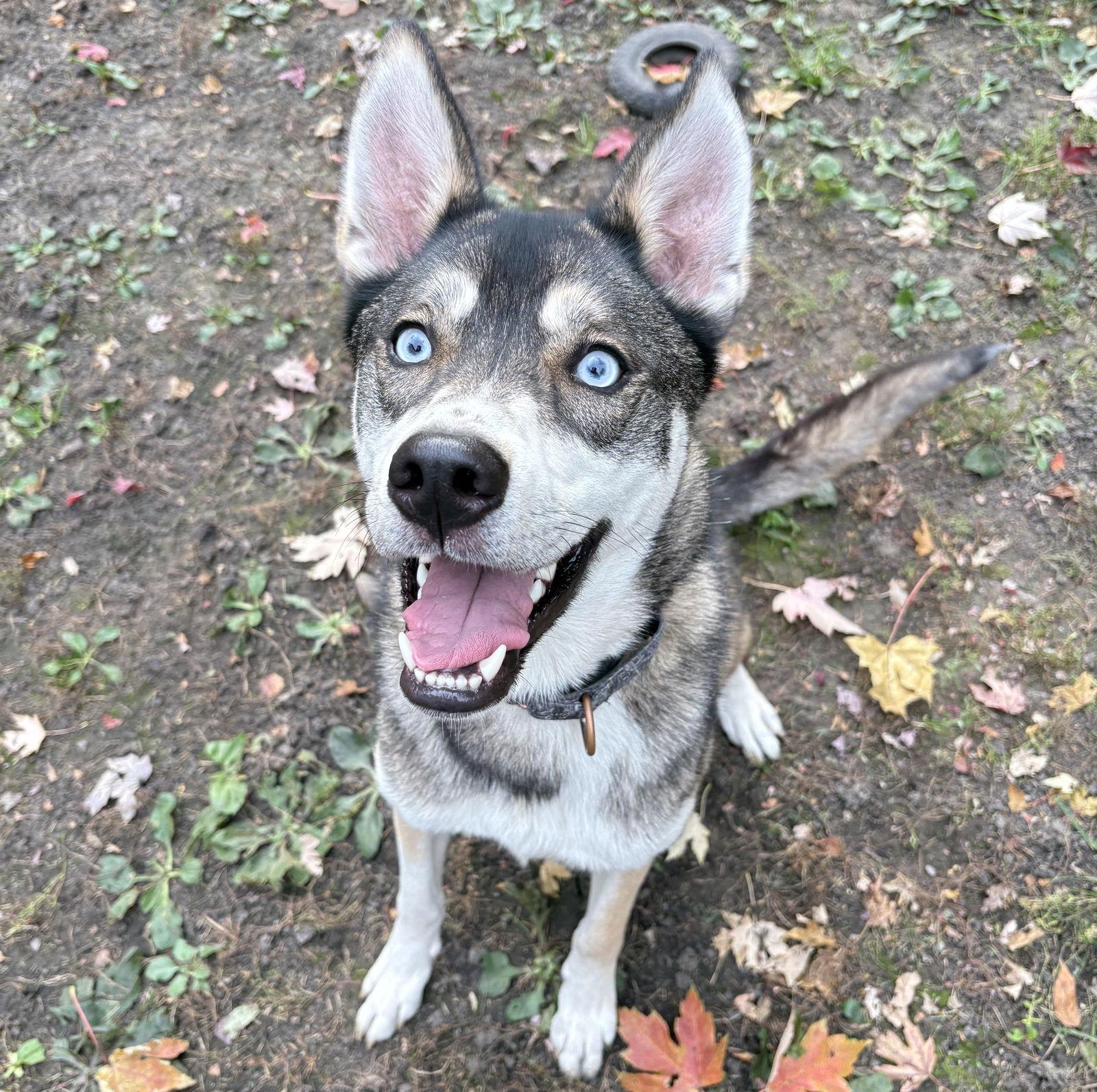 Enlarge Niles, a Adoptable Shepherd in Brooklyn Center, MN image 2/3