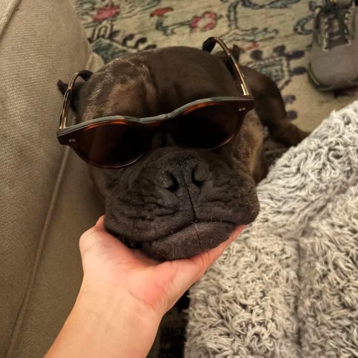 Enlarge Ava, a Adopted American Bully in Prospect, CT image 4/5