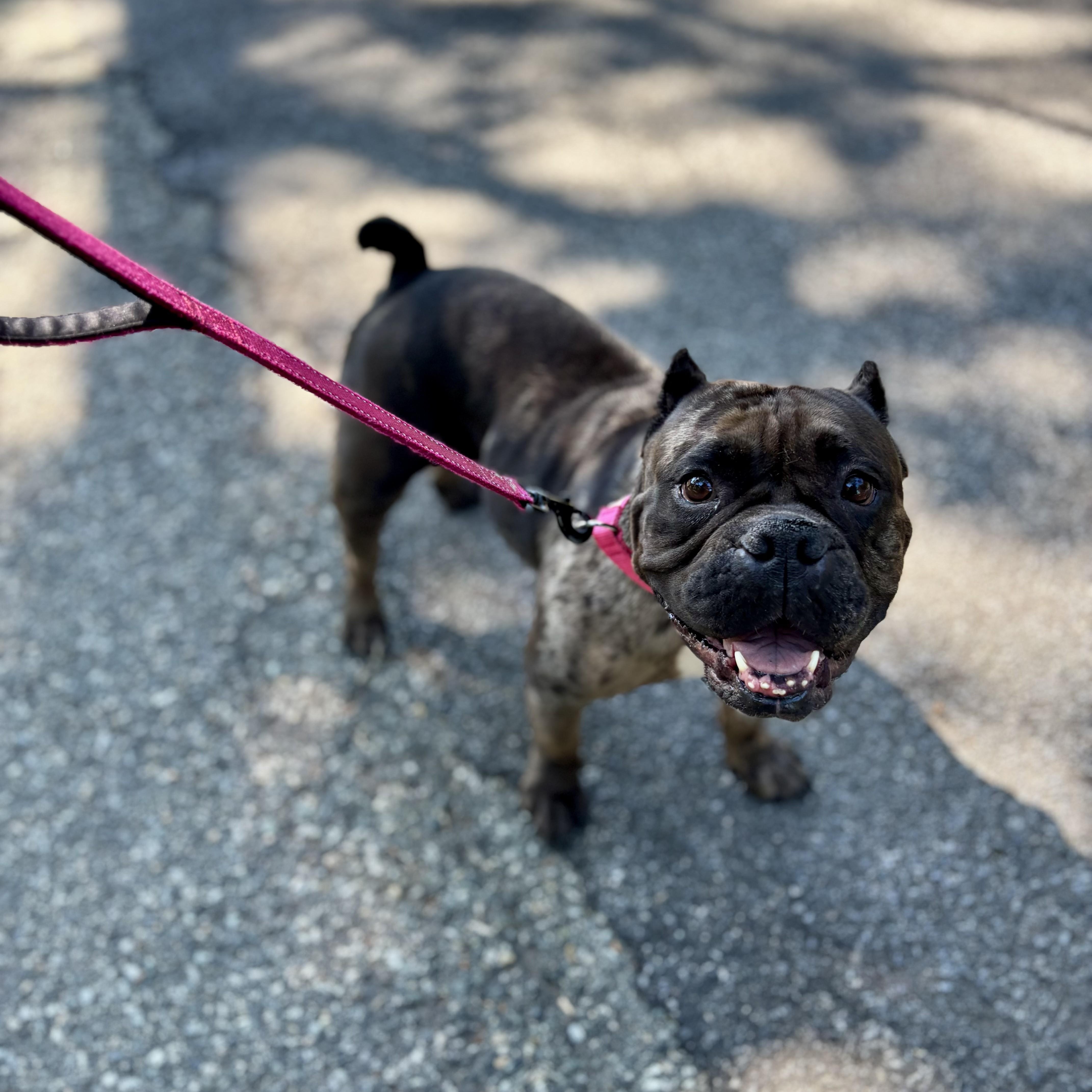 Enlarge Ava, a Adopted American Bully in Prospect, CT image 3/5