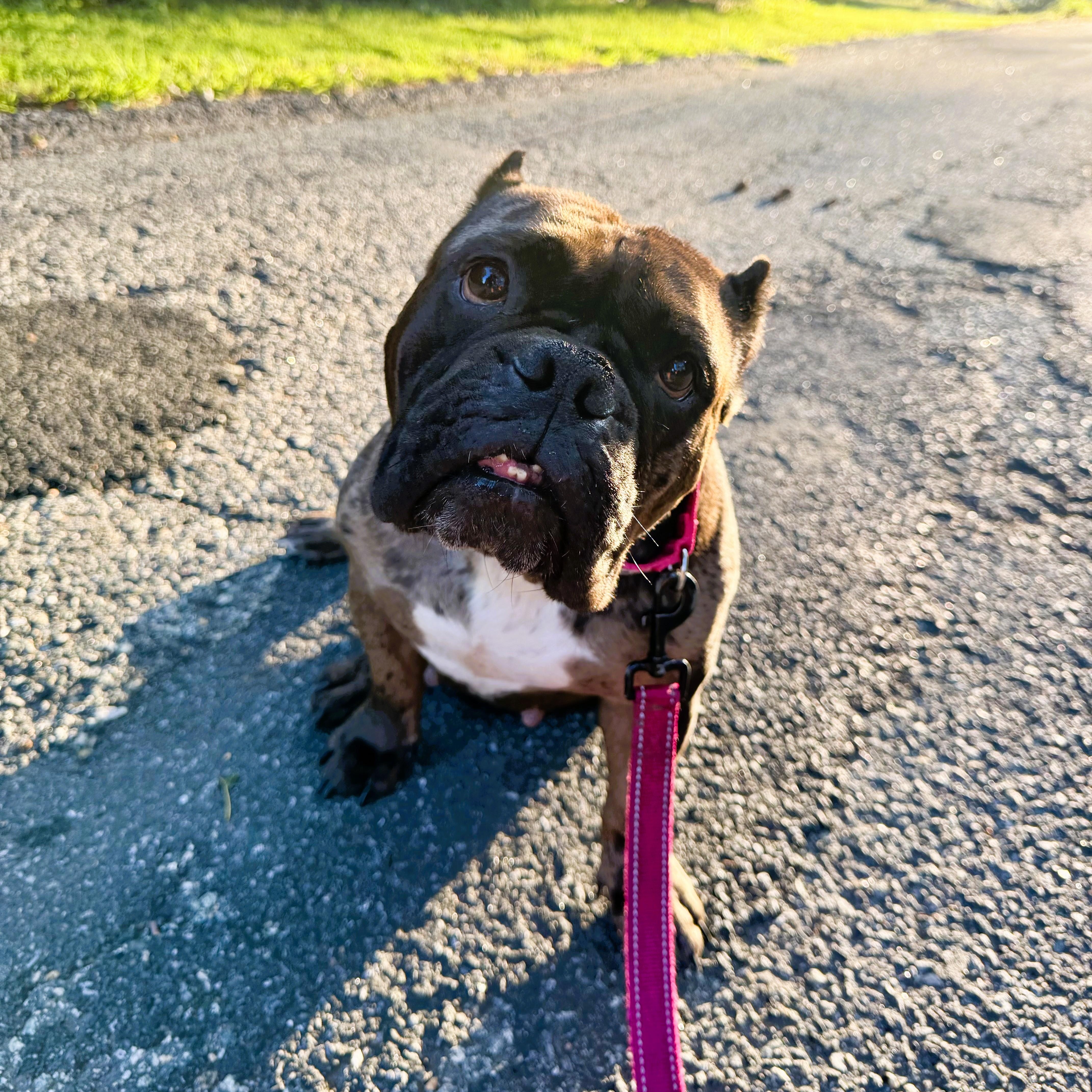 Enlarge Ava, a Adopted American Bully in Prospect, CT image 1/5