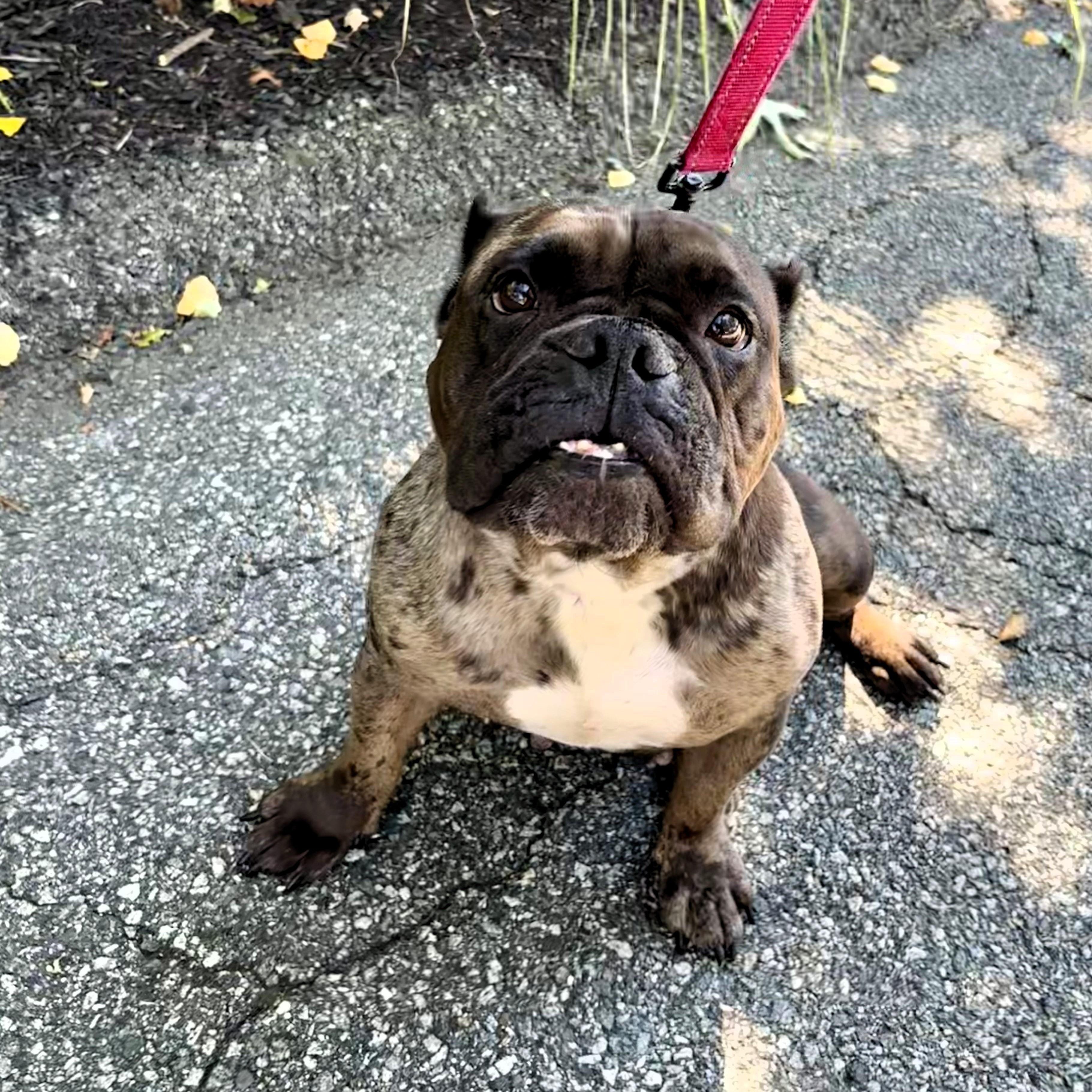 Enlarge Ava, a Adopted American Bully in Prospect, CT image 2/5