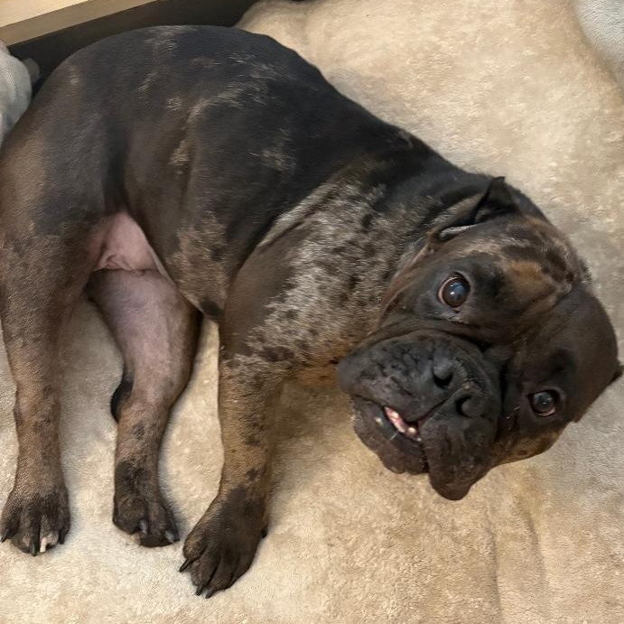 Enlarge Ava, a Adopted American Bully in Prospect, CT image 5/5