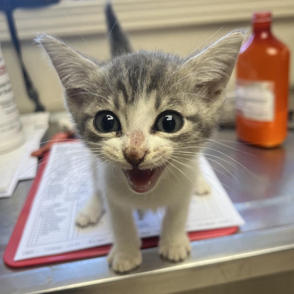 Paulie — thumbnail 2