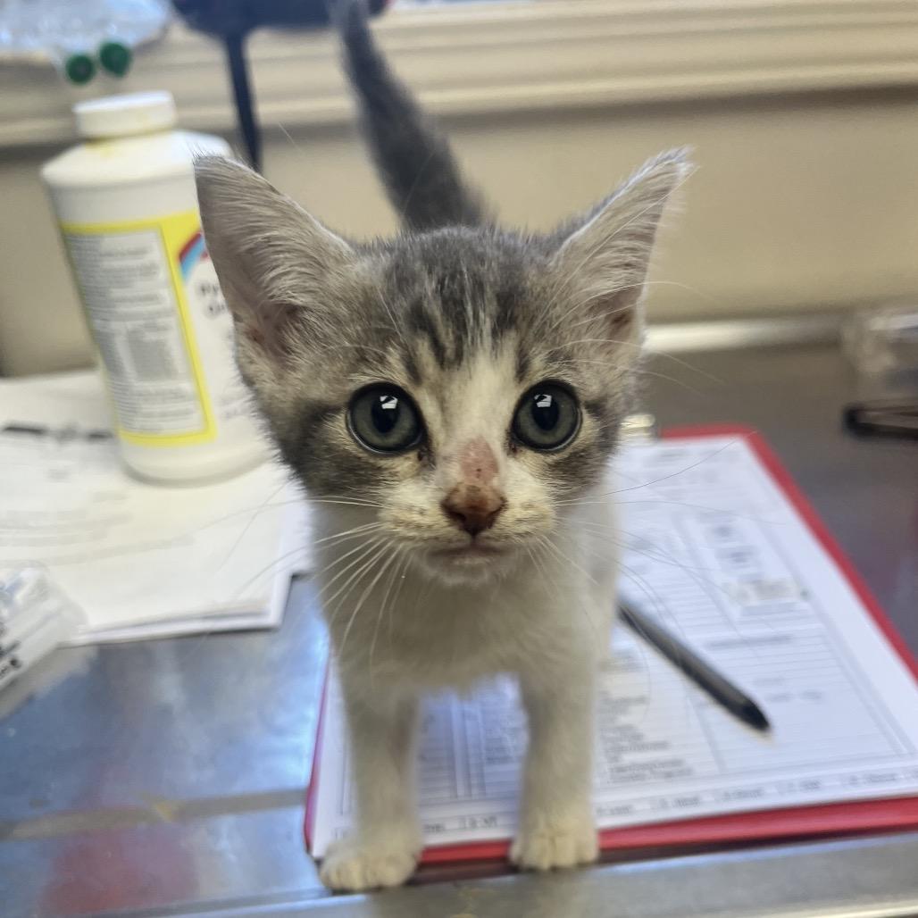 Paulie — thumbnail 3