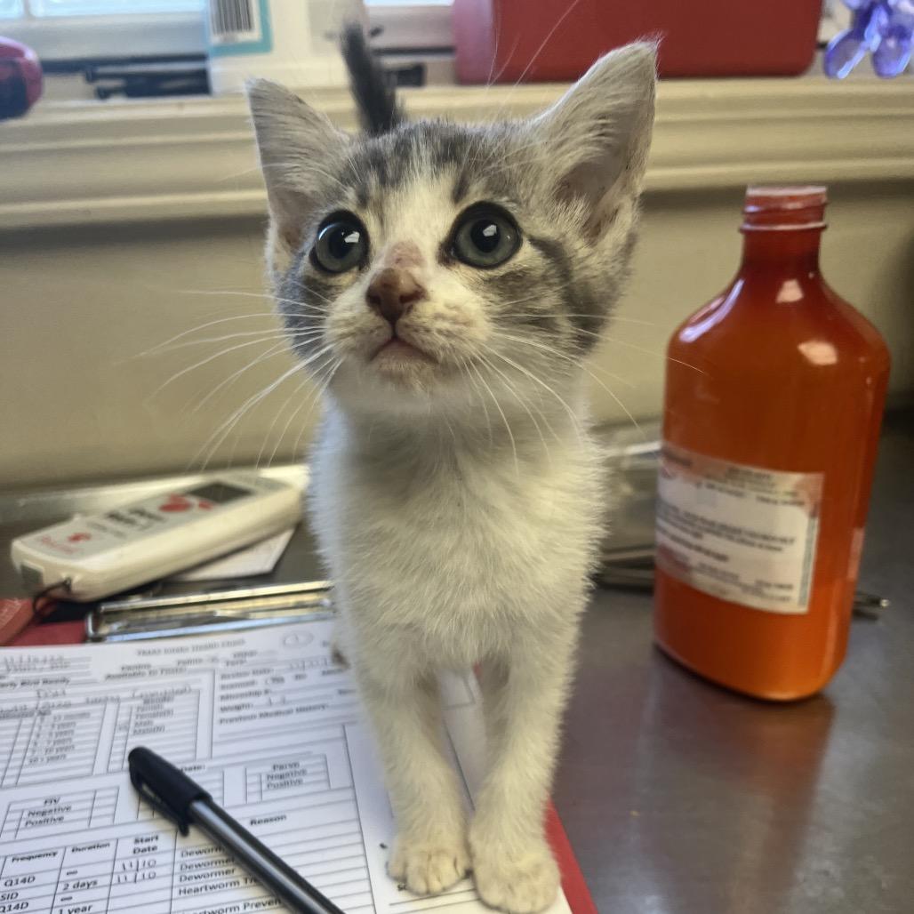 Paulie — thumbnail 5