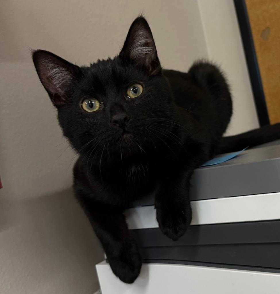 Mistletoe ICC-456-25, Adoptable, Kitten Male Domestic Short Hair.