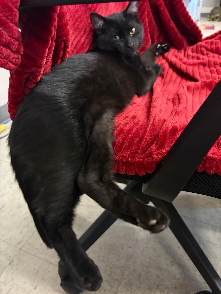 Enlarge Mistletoe ICC-456-25, a Adoptable mixed breed in Coupeville, WA image 2/6