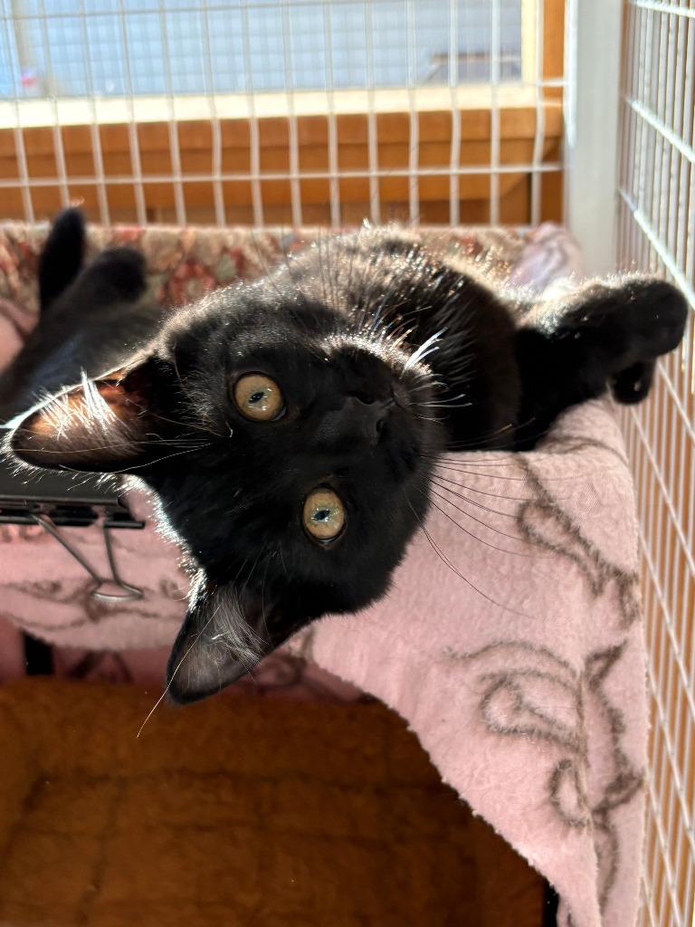 Enlarge Mistletoe ICC-456-25, a Adoptable mixed breed in Coupeville, WA image 3/6