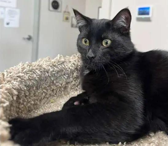 Enlarge Mistletoe ICC-456-25, a Adoptable mixed breed in Coupeville, WA image 4/6