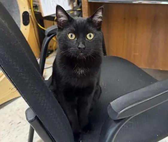 Enlarge Mistletoe ICC-456-25, a Adoptable mixed breed in Coupeville, WA image 5/6