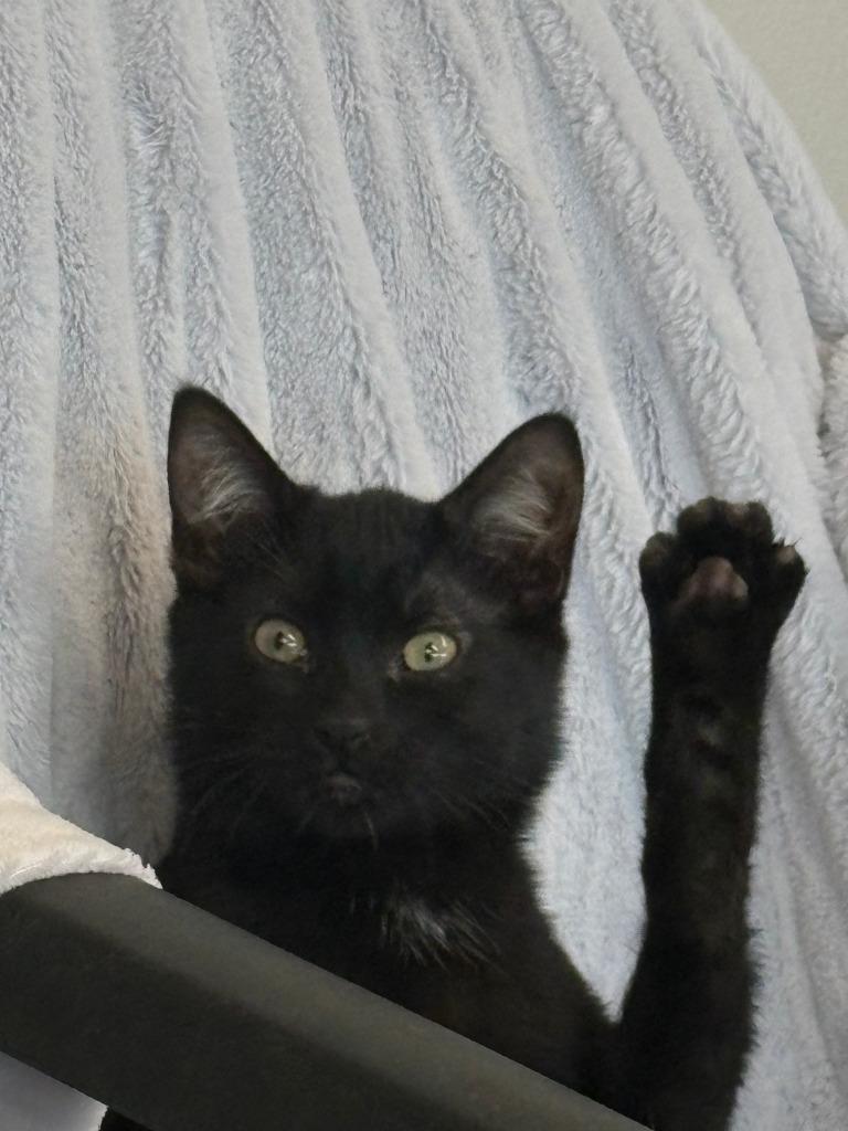 Enlarge Mistletoe ICC-456-25, a Adoptable mixed breed in Coupeville, WA image 6/6