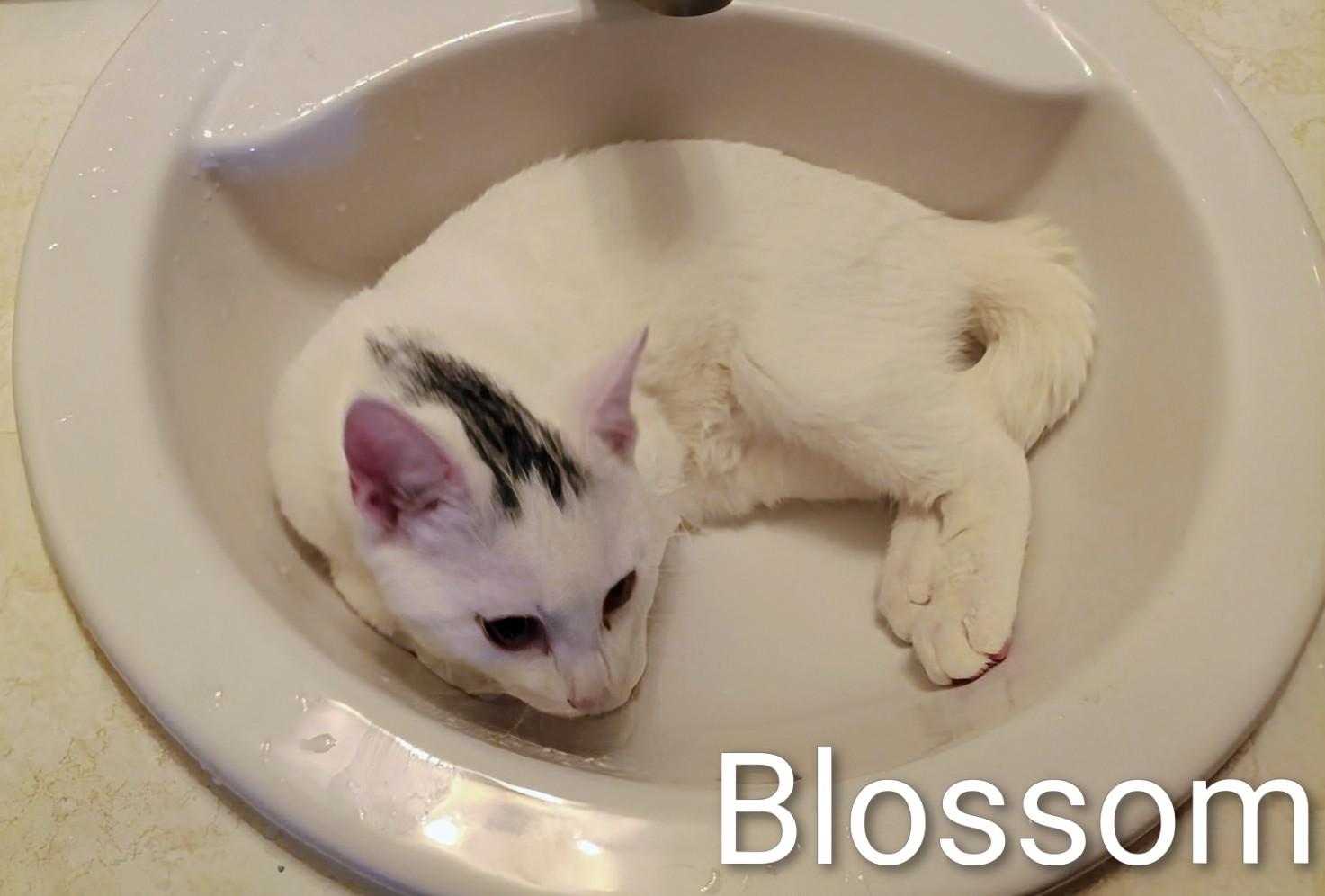 Blossom, a Adoptable Domestic Short Hair in St Catharines, ON image 2/2