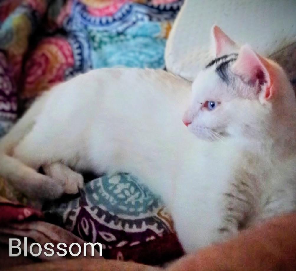 Blossom, Adoptable, Kitten Female Domestic Short Hair.