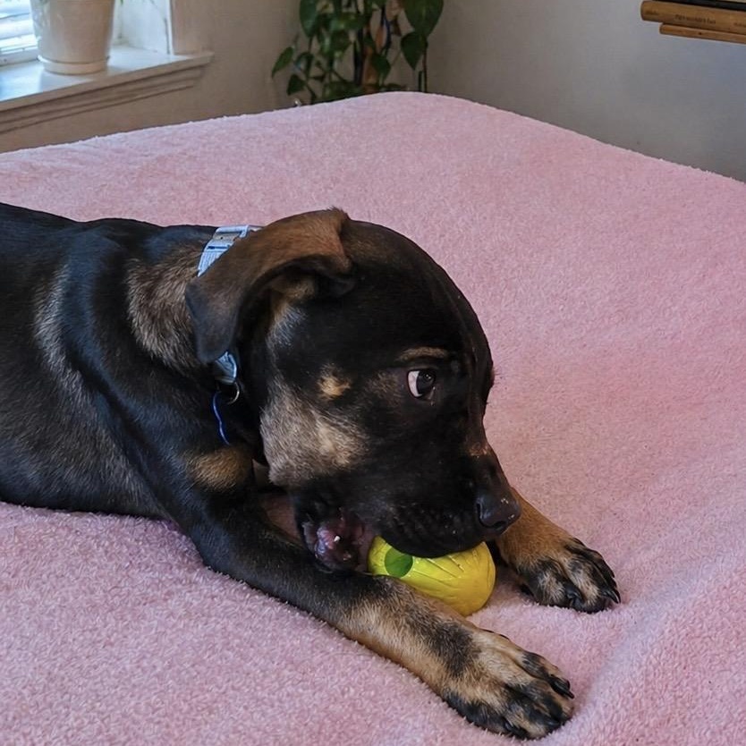 Enlarge Beau, a ADOPTABLE mixed breed in Little Rock, AR image 3/3