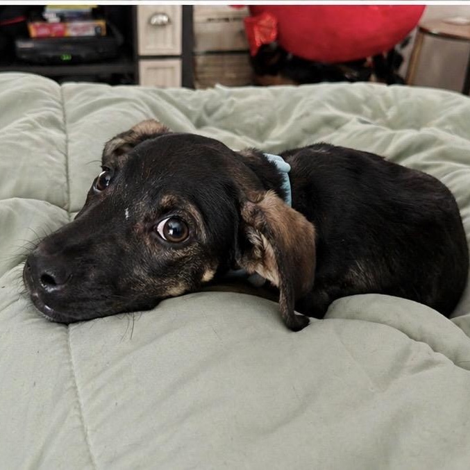 Enlarge Beau, a ADOPTABLE mixed breed in Little Rock, AR image 1/3