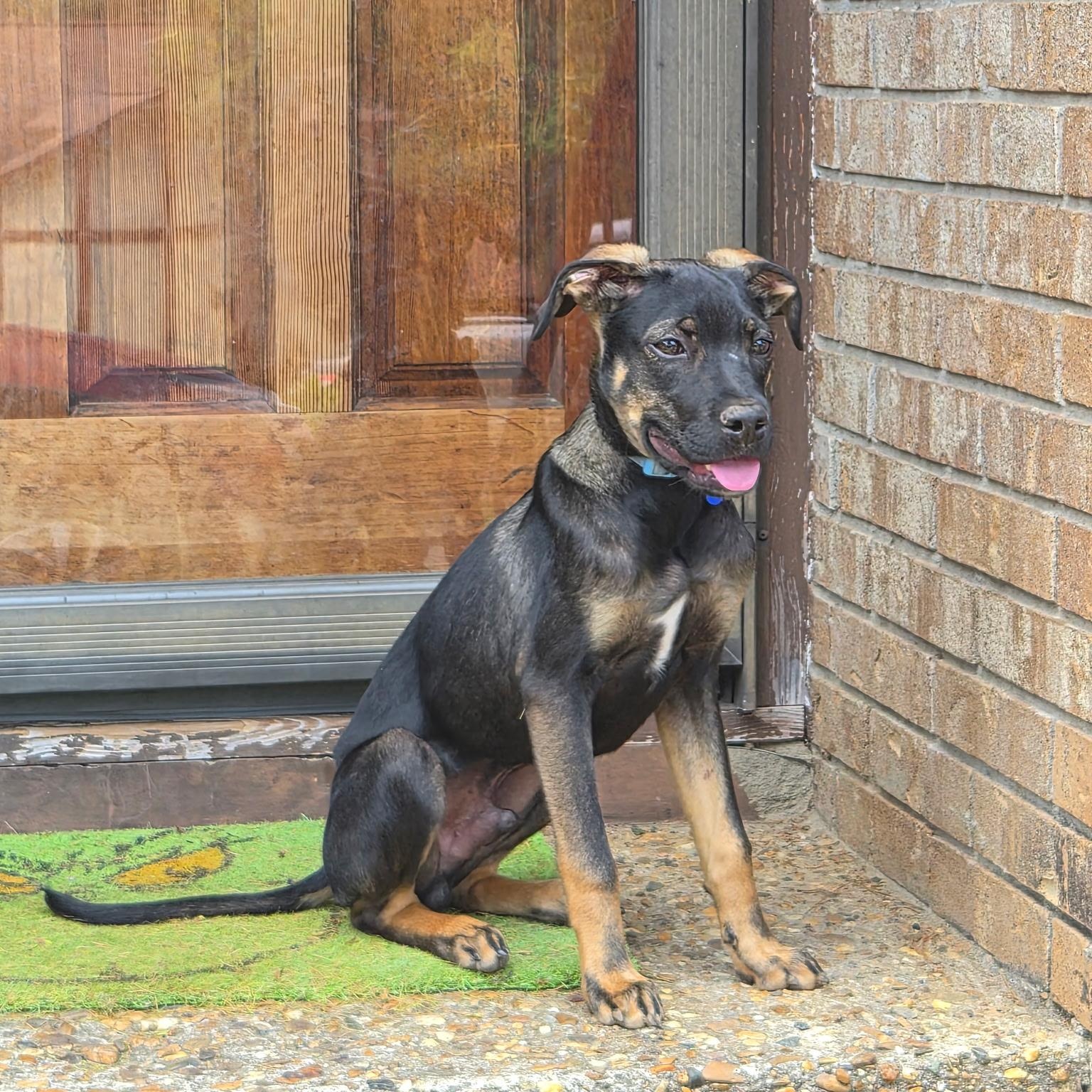 Enlarge Beauregard, a ADOPTABLE mixed breed in Little Rock, AR image 5/6