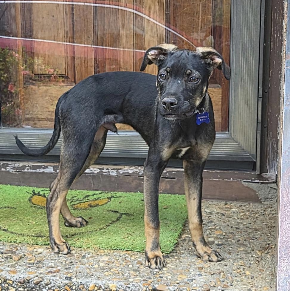 Enlarge Beauregard, a ADOPTABLE mixed breed in Little Rock, AR image 2/6