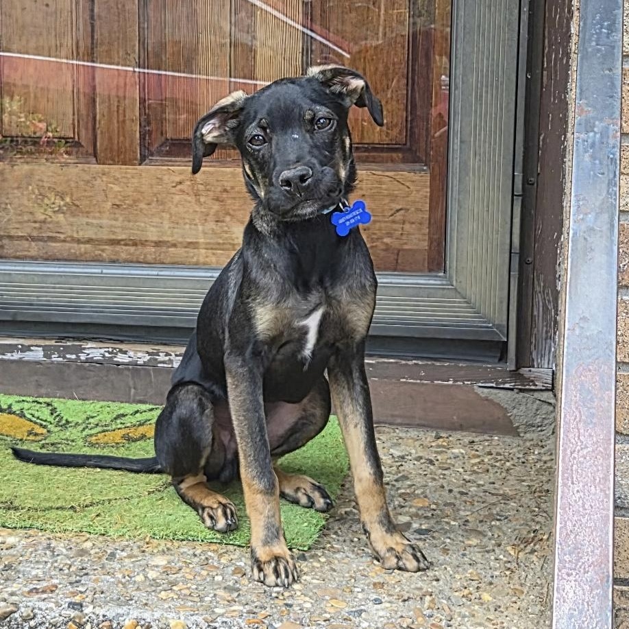 Enlarge Beauregard, a ADOPTABLE mixed breed in Little Rock, AR image 1/6