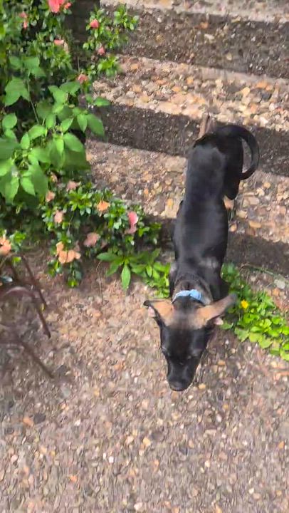 Enlarge Beauregard, a ADOPTABLE mixed breed in Little Rock, AR video 6/6