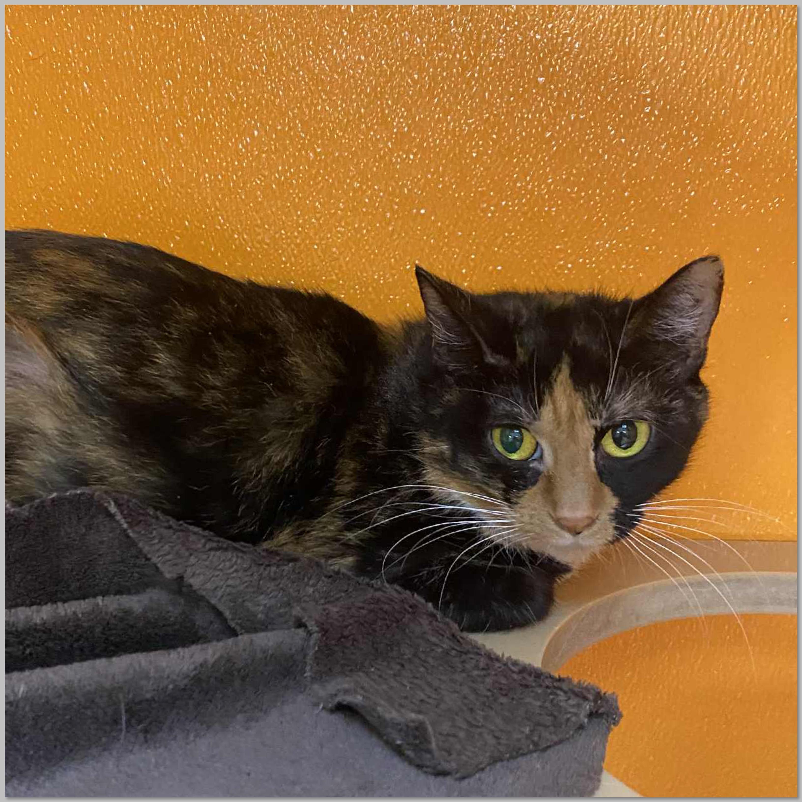 Zoe , adoptable, Adult Female Domestic Short Hair.