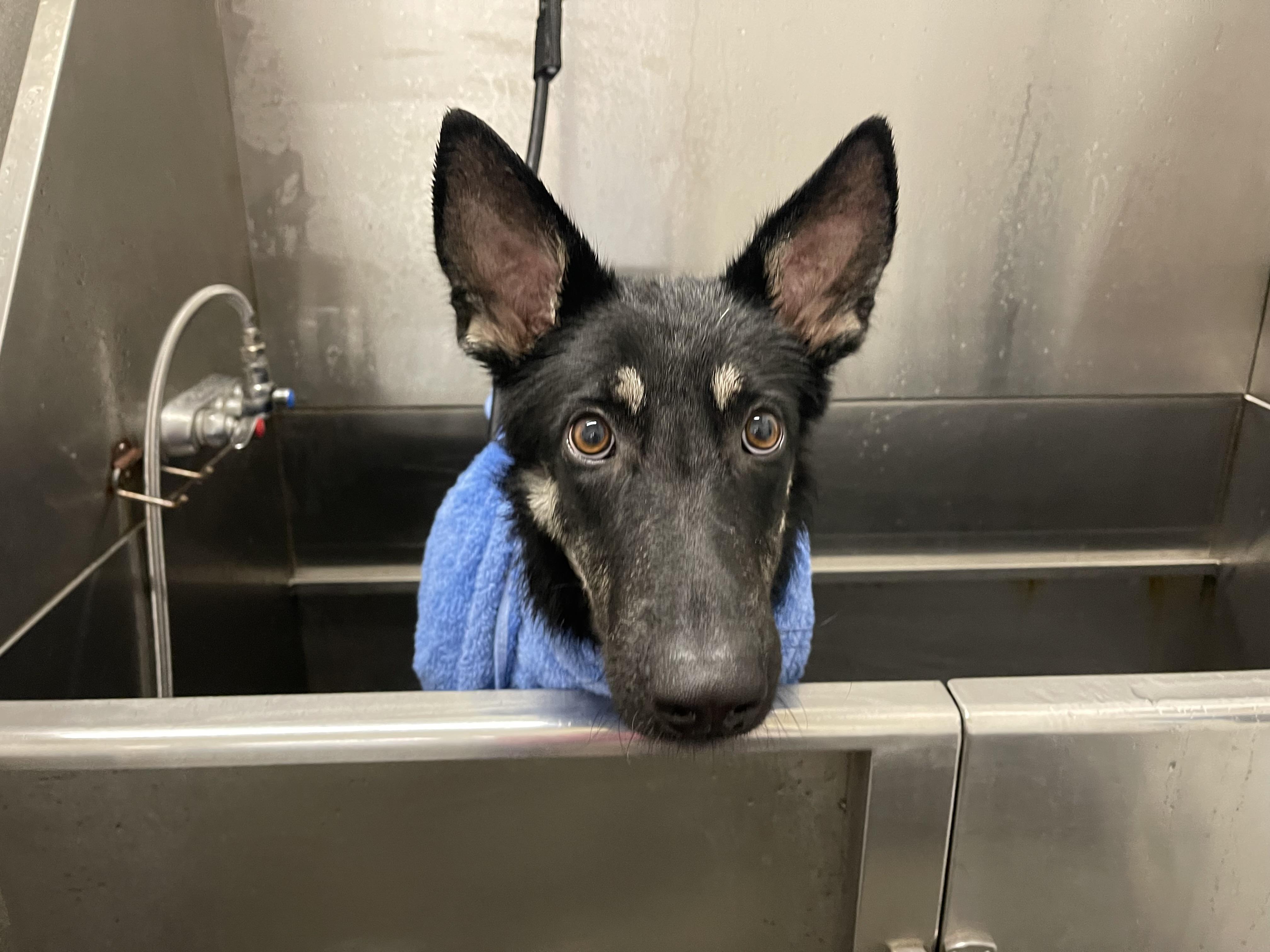 Maya, an adoptable German Shepherd Dog in Kneeland, CA, 95549 | Photo Image 2