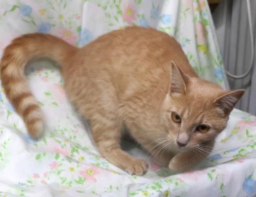 Linzy, Adoptable, Adult Female Domestic Short Hair.