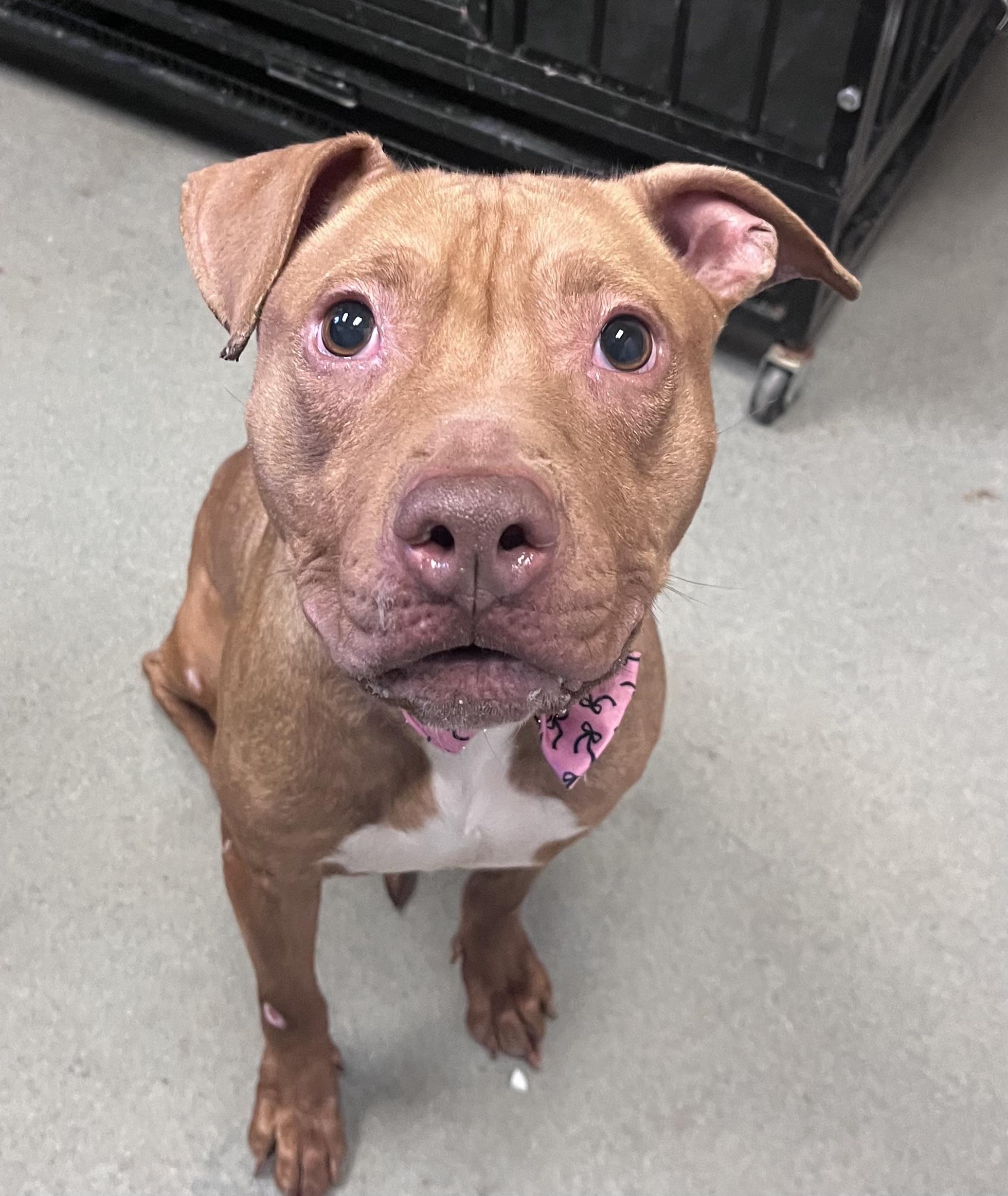 Clementine, an adopted mixed breed in Buffalo, NY image 6/6