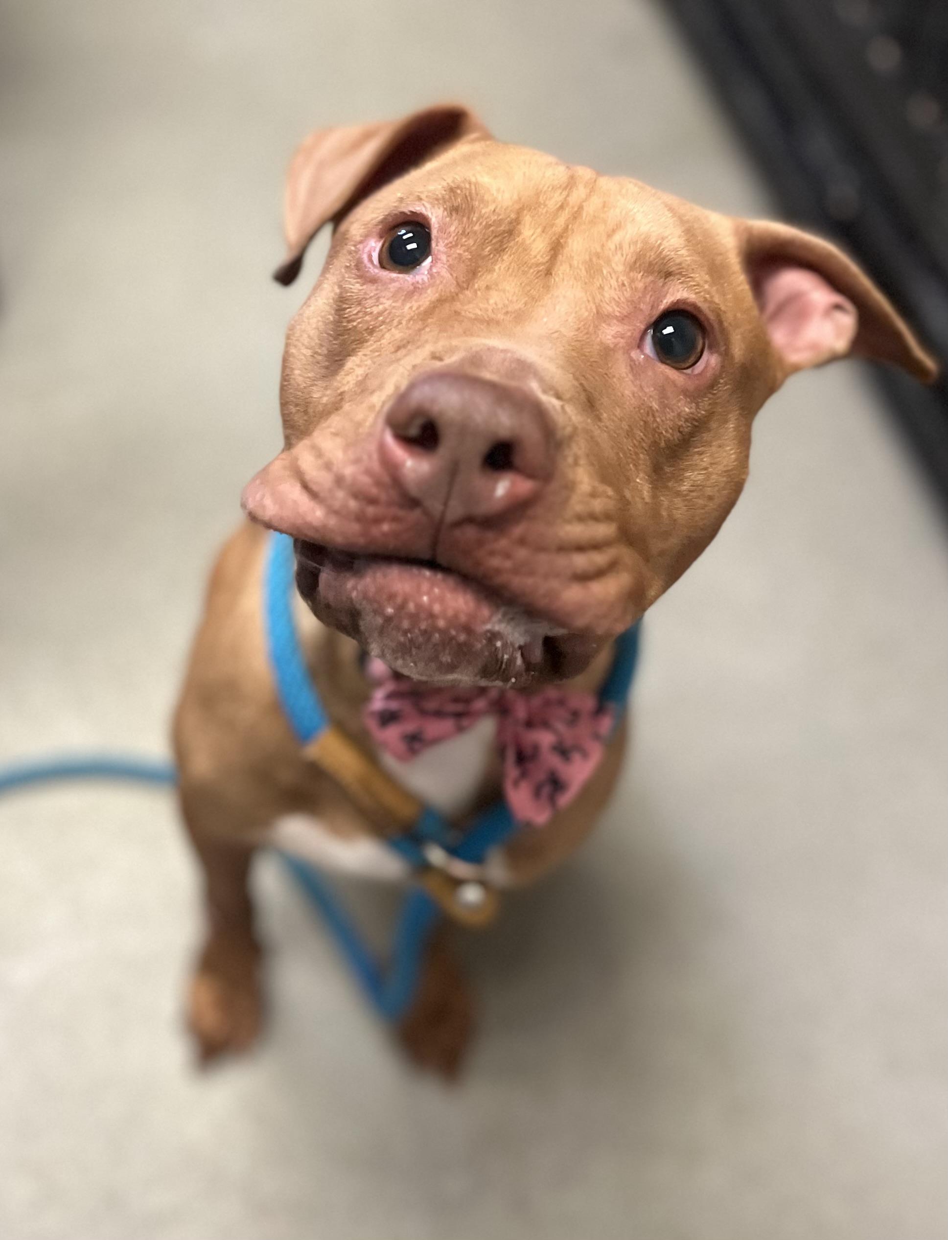 Clementine, an adopted mixed breed in Buffalo, NY image 4/6