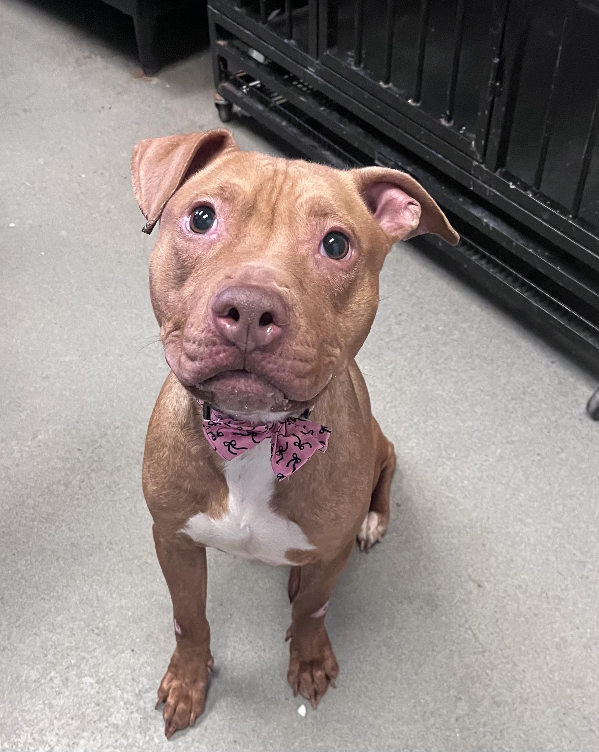 Clementine, an adopted mixed breed in Buffalo, NY image 5/6