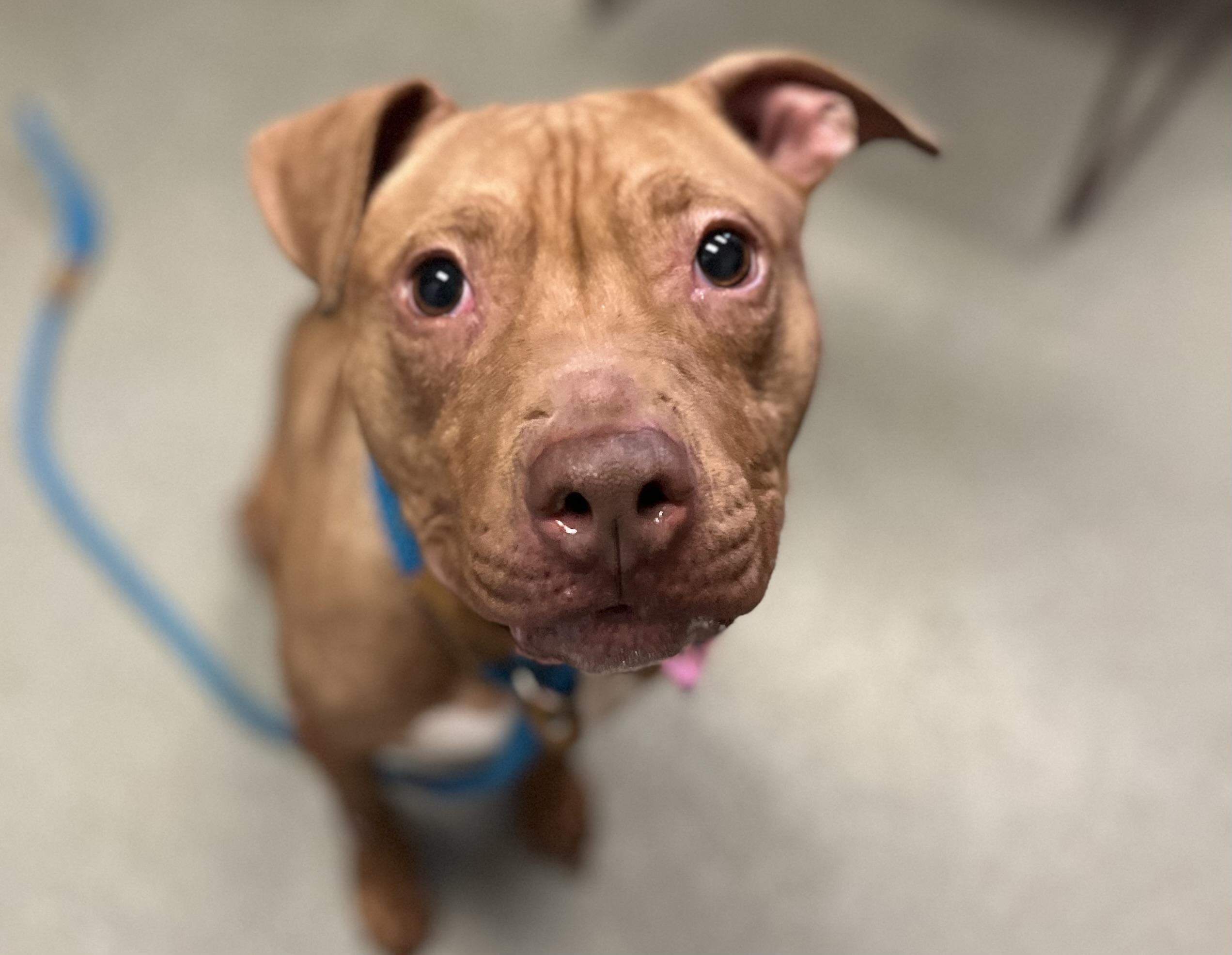 Clementine, an adopted mixed breed in Buffalo, NY image 3/6