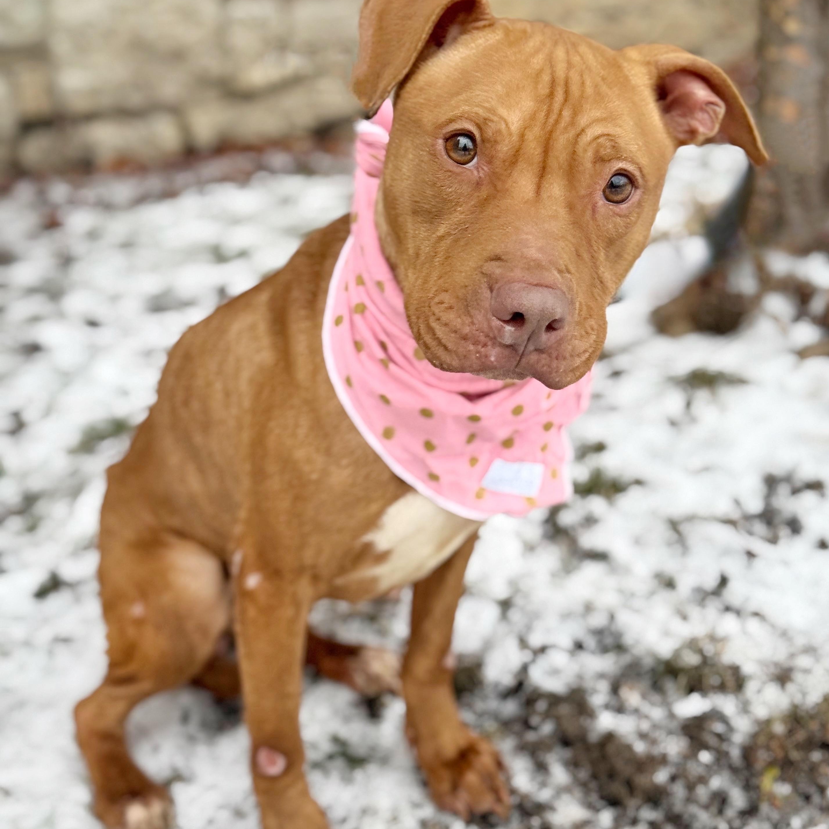 Clementine, an adopted mixed breed in Buffalo, NY image 1/6