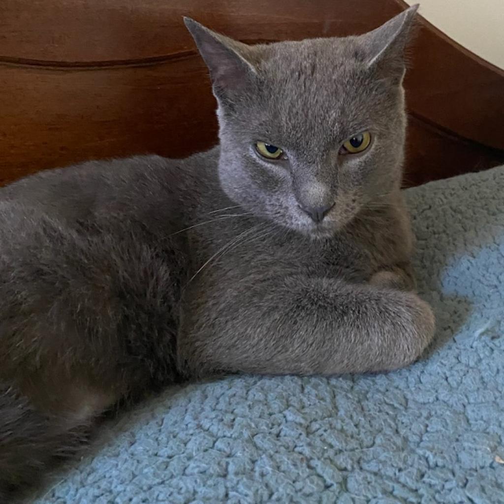Enlarge Bram Stoker, a Adoptable Domestic Short Hair in Reisterstown, MD image 1/6