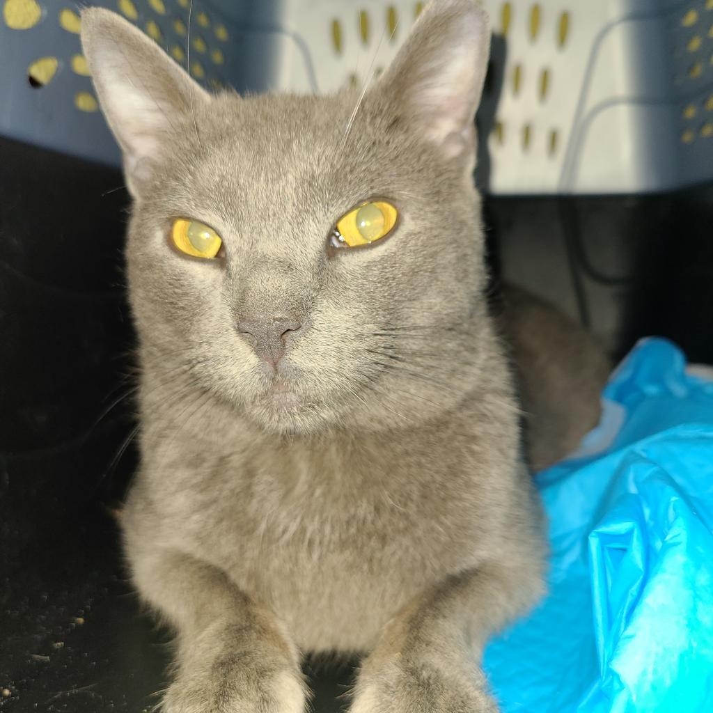 Enlarge Bram Stoker, a Adoptable Domestic Short Hair in Reisterstown, MD image 2/6