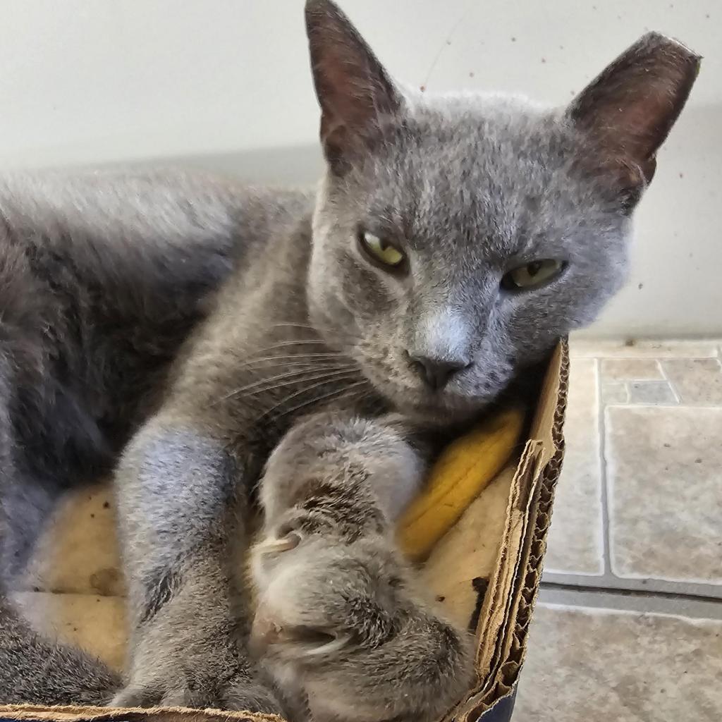 Enlarge Bram Stoker, a Adoptable Domestic Short Hair in Reisterstown, MD image 3/6
