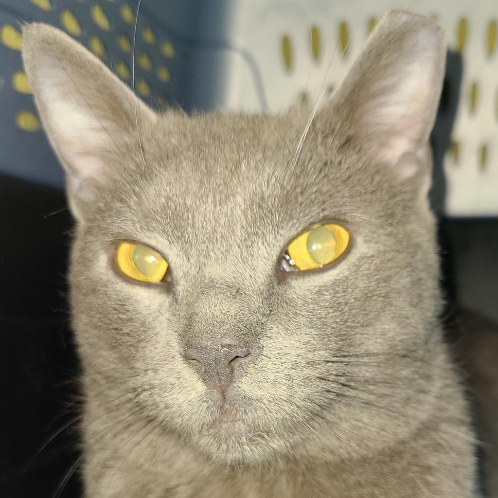 Enlarge Bram Stoker, a Adoptable Domestic Short Hair in Reisterstown, MD image 4/6