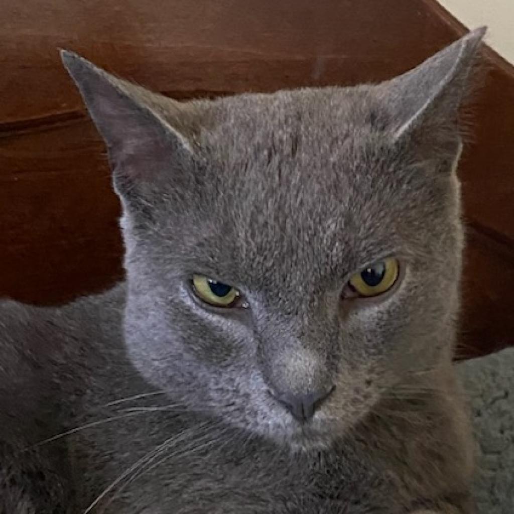 Enlarge Bram Stoker, a Adoptable Domestic Short Hair in Reisterstown, MD image 5/6