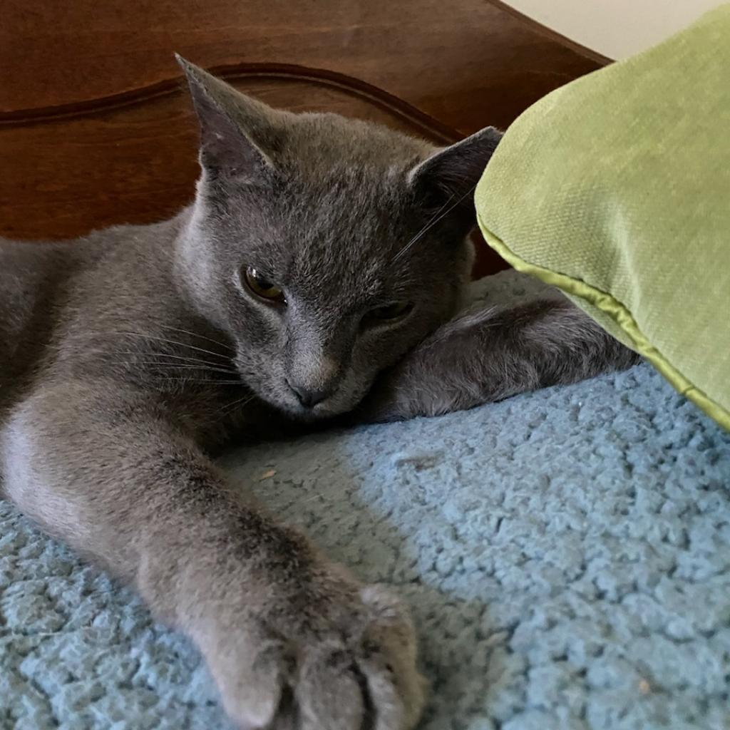 Enlarge Bram Stoker, a Adoptable Domestic Short Hair in Reisterstown, MD image 6/6